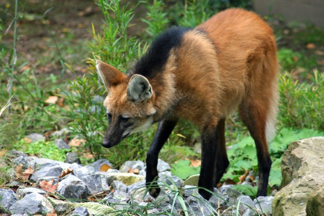 weirdest animal maned wolf